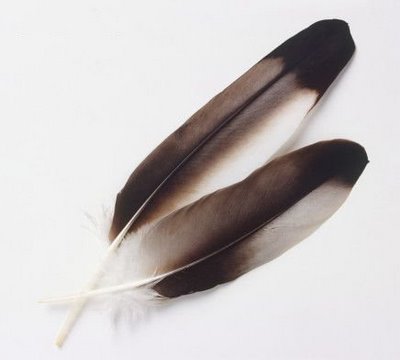 eagle-feather.jpg